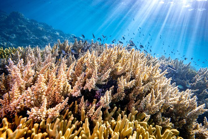 Turtle and Reef Sanctuary Snorkeling - Snorkeling Comfort: Make the Time Count