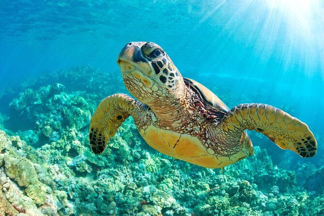 Turtle and Reef Sanctuary Snorkeling - Group Size Reality: What 555 People Means for Your Day