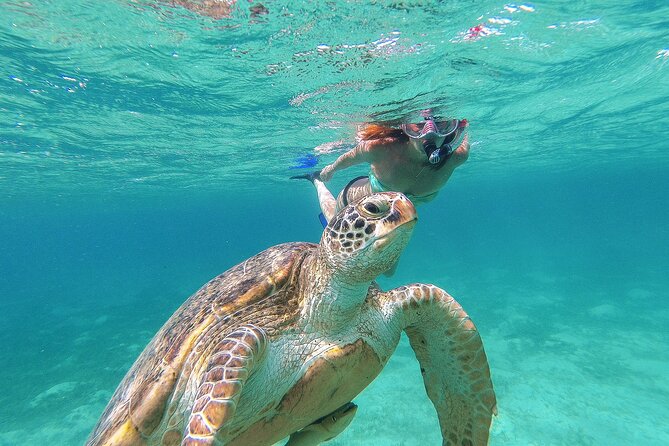 Turtle and Reef Sanctuary Snorkeling - Your Guide Team: Bilingual Help and Real Support