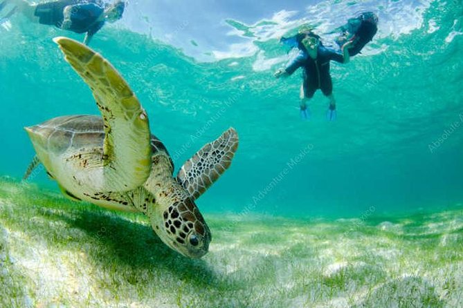 Turtle Encounter Private Tour – Swim with Sea Turtles & Cenote - Fitness, Safety, and the One Rule You Should Not Ignore