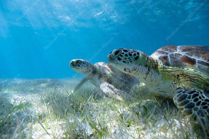 Turtle Encounter Private Tour – Swim with Sea Turtles & Cenote - Should You Book This Turtle Encounter Private Tour?