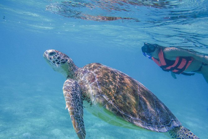 Turtle Snorkeling Adventure from Cancun - Morning logistics: the 7:00 am start and how the day flows