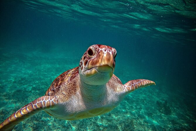 Turtle Snorkeling and Jungle Adventure with Cenote - A tight 6-hour plan that hits wildlife and adventure