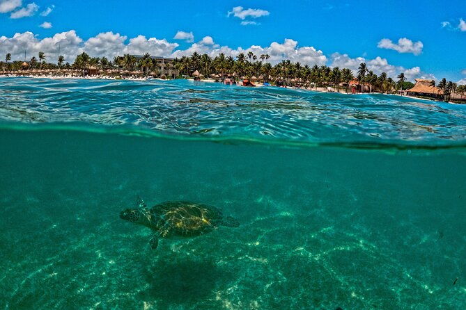 Turtle Snorkeling and Jungle Adventure with Cenote - Stop 2: Cenote park zipline, rappel, then underground snorkel (about 3 hours)
