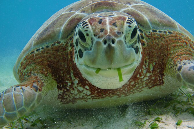 Turtle Snorkeling and Jungle Adventure with Cenote - Who this tour is best for (and who should reconsider)