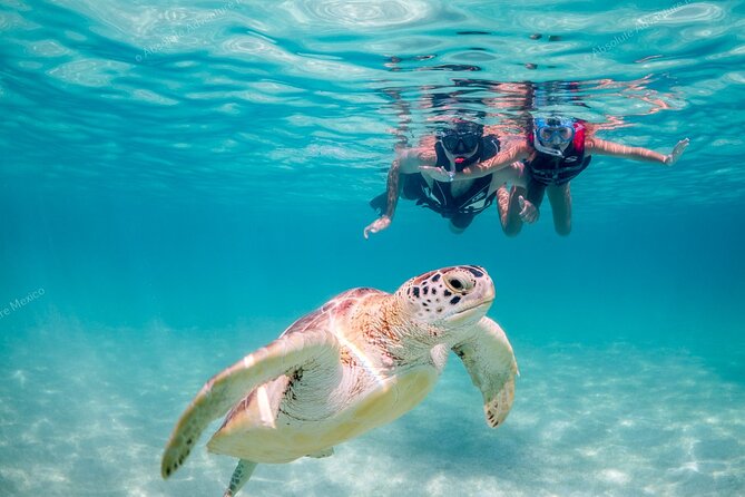 Turtle Snorkeling Private Tour – Sea Turtles & Cenote in Tulum - Key Highlights You’ll Care About