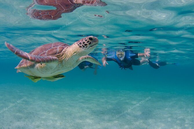 Turtle Snorkeling Private Tour – Sea Turtles & Cenote in Tulum - Pickup From Playa del Carmen to Tulum (and the Extra Fee North)