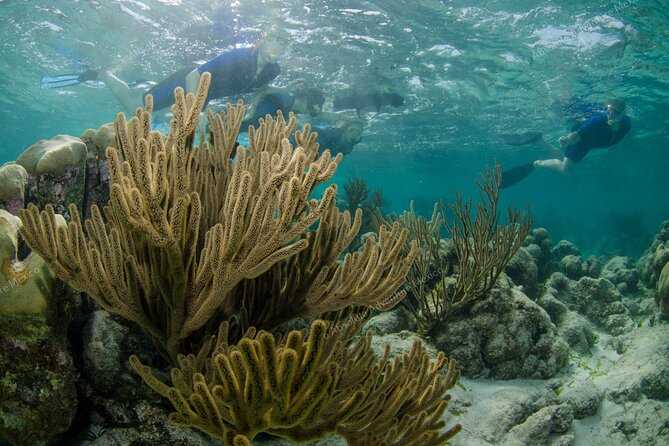 Turtle Snorkeling Private Tour – Sea Turtles & Cenote in Tulum - Who Should Book This Turtle + Cenote Private Tour