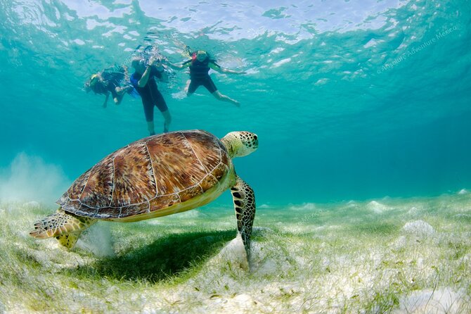 Turtle Snorkeling Private Tour – Sea Turtles & Cenote in Tulum - Parque Dos Ojos Admission and a Lunch You’ll Actually Look Forward To