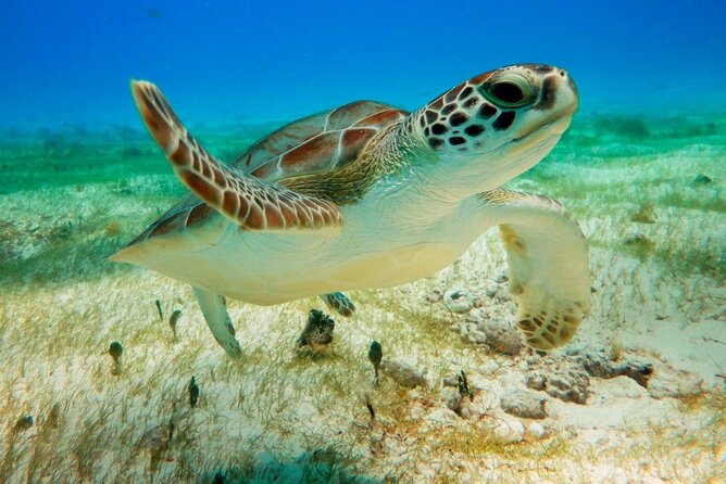 Turtle Swim & Tulum Ruins! With Cenote from Playa del Carmen - A Full-Day Mix: Tulum Ruins, Akumal Turtles, and Nohoch Cenote