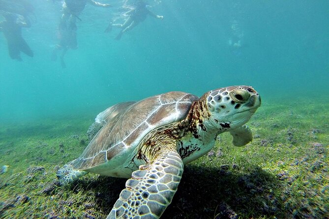 Turtle Swim & Tulum Ruins! With Cenote from Playa del Carmen - Akumal Turtle Snorkeling: Lunch, Gear, and Real Wildlife Time