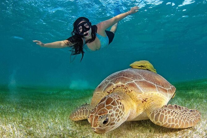 Turtle Swim & Tulum Ruins! With Cenote from Playa del Carmen - Price and Value From Playa del Carmen Pickup