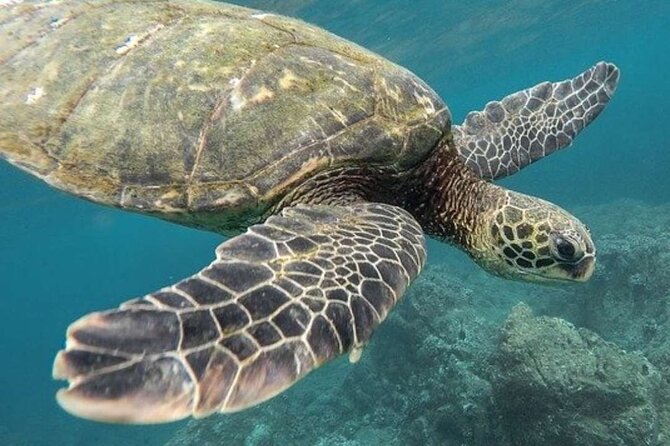 Turtle Swim & Tulum Ruins! With Cenote from Playa del Carmen - Should You Book This Tour?