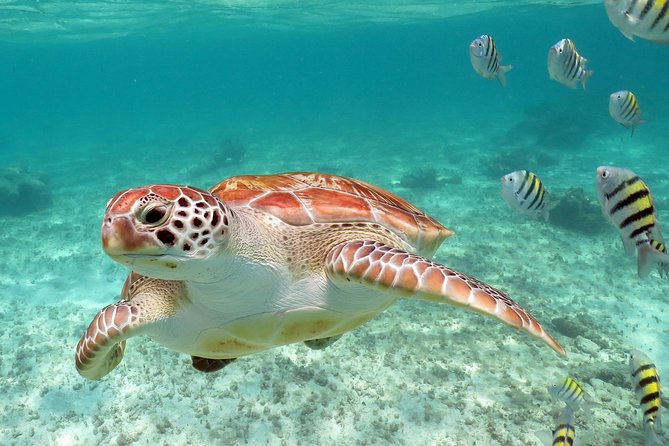 Turtles and Cenote snorkeling activity from Riviera Maya - What you’re really signing up for: reef turtles plus cenotes