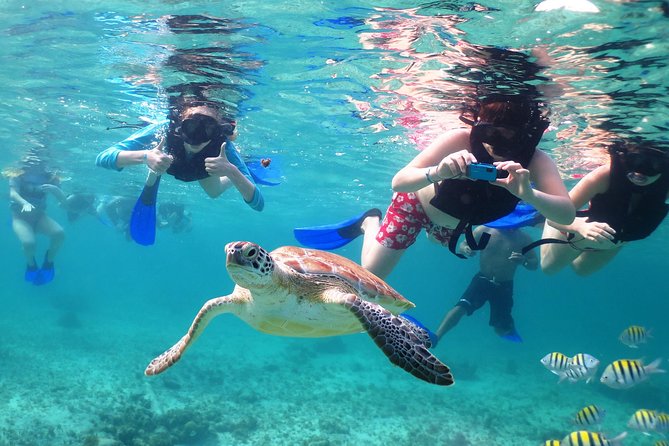 Turtles and Cenote snorkeling activity from Riviera Maya - The reef snorkeling portion: what to expect on the water