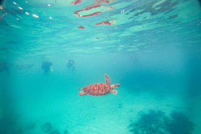 Turtles & Cenote! Half Day from Riviera Maya & Playa del Carmen - Price and Value: What $110 Really Buys