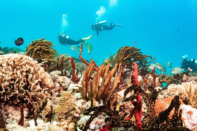 Two reef discovery dives with professional instructor (no experience necessary) - What You’ll See: Fish, Coral, and the “Extra Special” Stuff