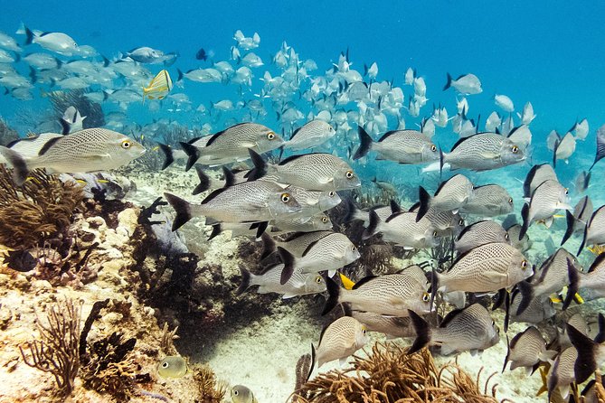 Two reef discovery dives with professional instructor (no experience necessary) - Small Group Size (Max 4): Better Attention Than You Expect