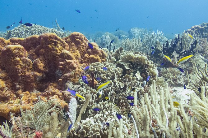 Two reef discovery dives with professional instructor (no experience necessary) - Price and Value: What $150 Buys in Real Life