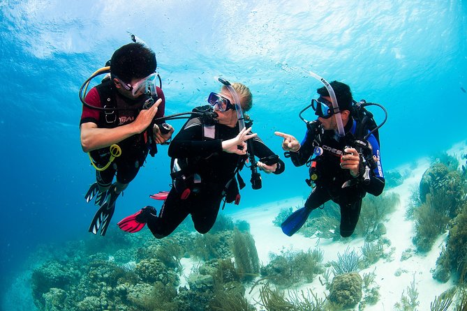 Two reef discovery dives with professional instructor (no experience necessary) - Timing in Playa del Carmen: What the 9:00 AM Start Feels Like