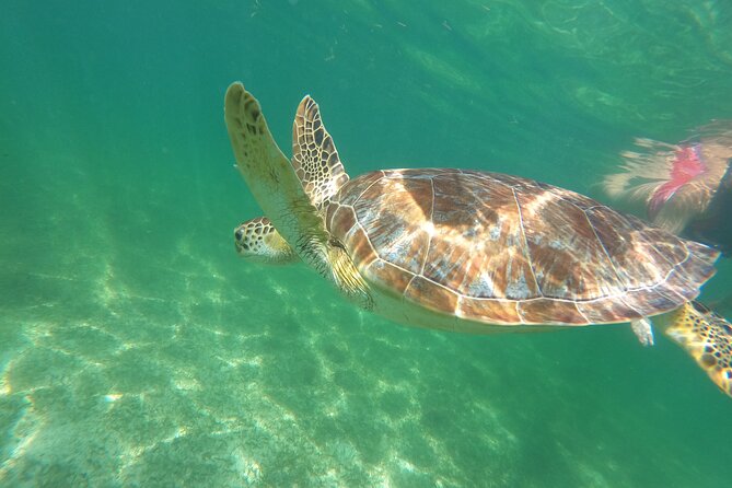 VIP Cenotes & Turtles Private Tour - Who this private tour is best for (and who should think twice)