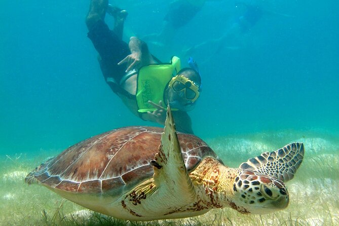 VIP Tulum & Turtles Private Tour - Early Akumal Beach turtle snorkeling and why 7:00 a.m. matters
