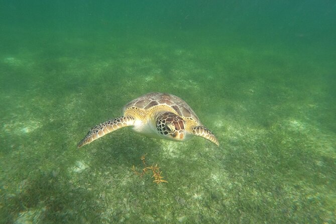 VIP Tulum & Turtles Private Tour - Snorkeling gear, comfort, and what I’d watch for