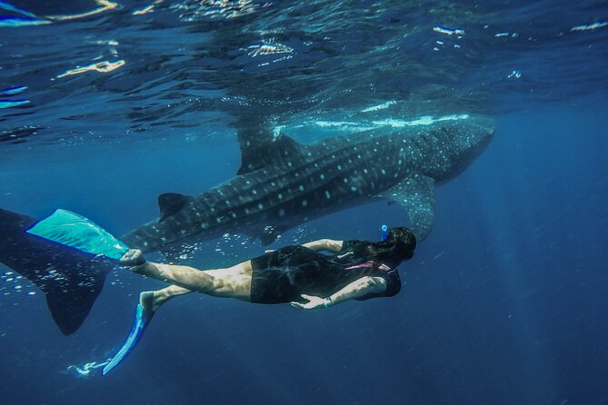 Whale Shark Encounter Full-Day all inclusive Tour from Riviera Maya - Punta Sam: the first sailing stop and why it sets the tone