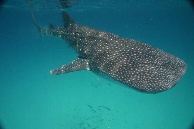 Whale Shark Encounter Full-Day all inclusive Tour from Riviera Maya - Whale-shark snorkeling: how the 15-minute shifts work in practice