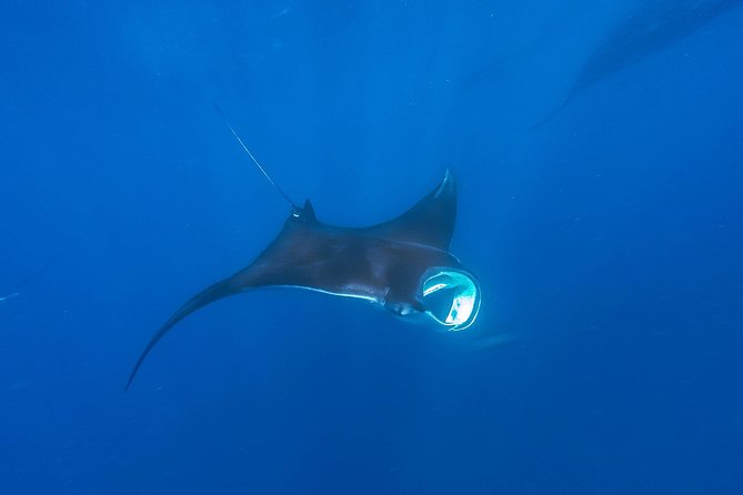 Whale Shark Encounter Full-Day all inclusive Tour from Riviera Maya - The return snorkeling stop: the bonus that keeps the day from ending abruptly