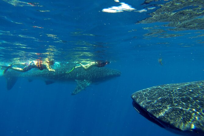 Whale Shark Encounter Full-Day all inclusive Tour from Riviera Maya - Price and logistics: what you’re really paying for