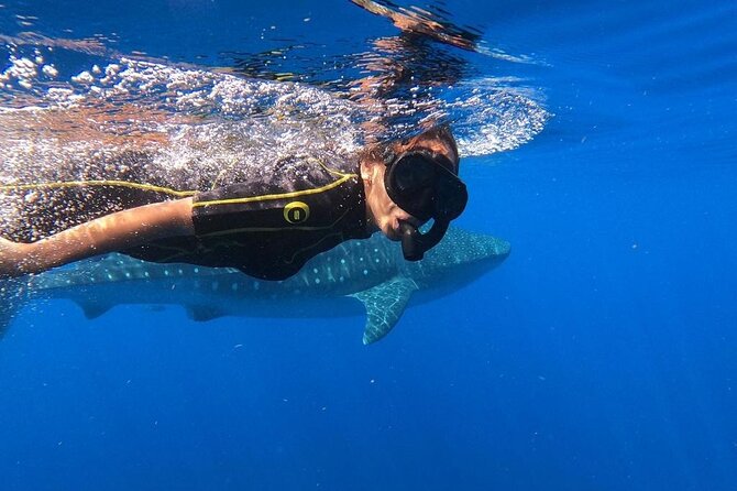 Whale Shark Encounter Full-Day all inclusive Tour from Riviera Maya - Getting moving: 6:00 am pickup and the breakfast pack that matters