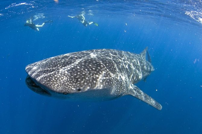 Whale shark encounter Private tour - swim with whale shark cancun - Key Takeaways Before You Go