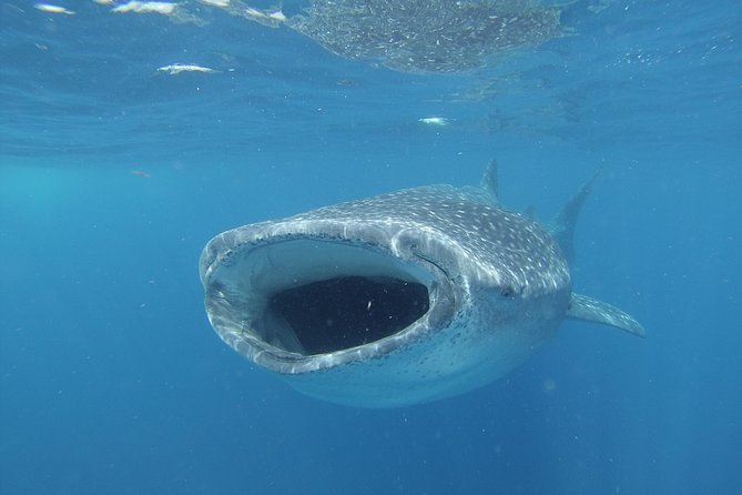 Whale shark encounter Private tour - swim with whale shark cancun - What It’s Like in the Water: Snorkeling Rounds That Feel Manageable