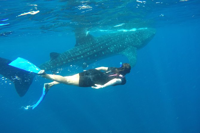 Whale shark encounter Private tour - swim with whale shark cancun - Guides and Crew: The Names People Actually Remember