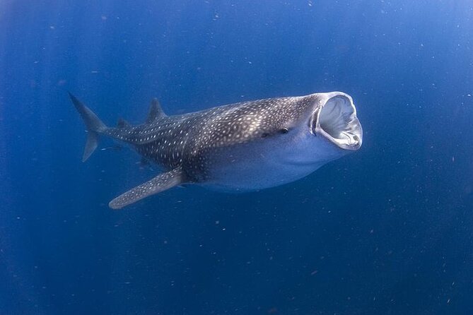 Whale Shark Experience from Playa del Carmen - Why May to September Matters for Whale Sharks Near Cancun