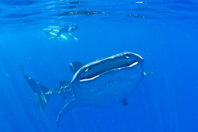 Whale Shark Experience from Playa del Carmen - Getting There From Playa del Carmen: The 6:30 a.m. Start