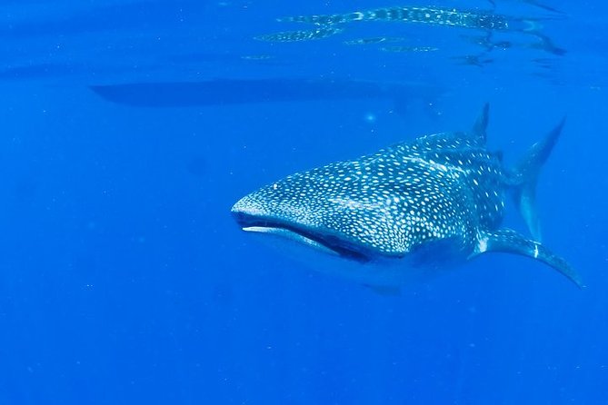 Whale Shark Experience from Playa del Carmen - The Isla Mujeres Break: Ceviche and Guacamole on the Water