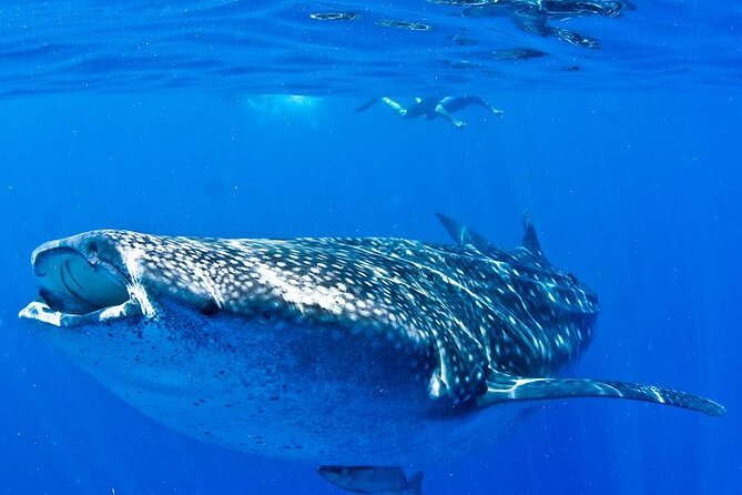 Whale Shark Experience from Playa del Carmen - Time, Pace, and Your Free Afternoon