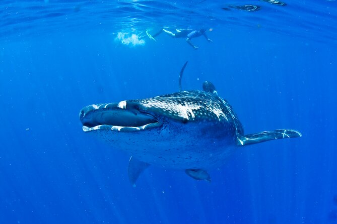 Whale Shark Experience from Playa del Carmen - Price and Value for $49: What You Get and What Costs Extra