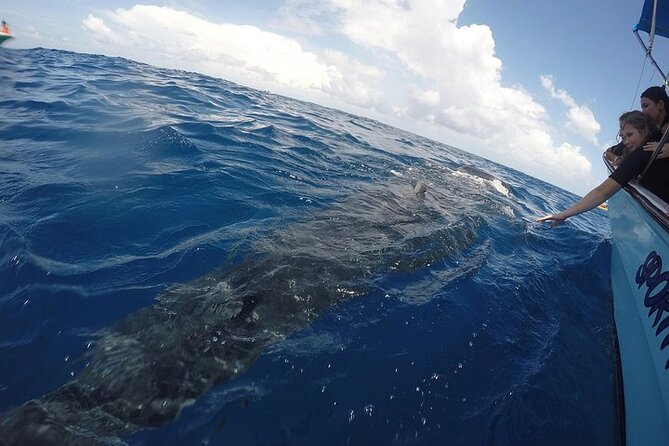 Whale Shark Experience from Playa del Carmen - Who This Tour Fits Best (and Who Might Think Twice)