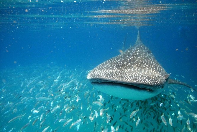 Whale Shark Experience from Playa del Carmen - Boat Morning Logistics: What “From Cancun” Means for Your Plan