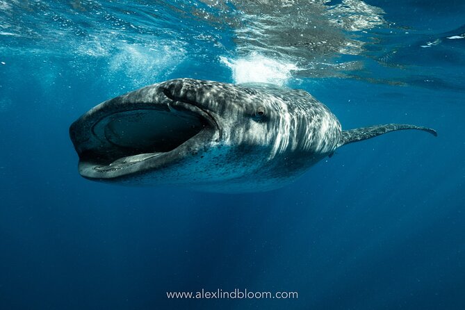 Whale Shark Snorkeling Adventure with Lunch - Key things to know before you go