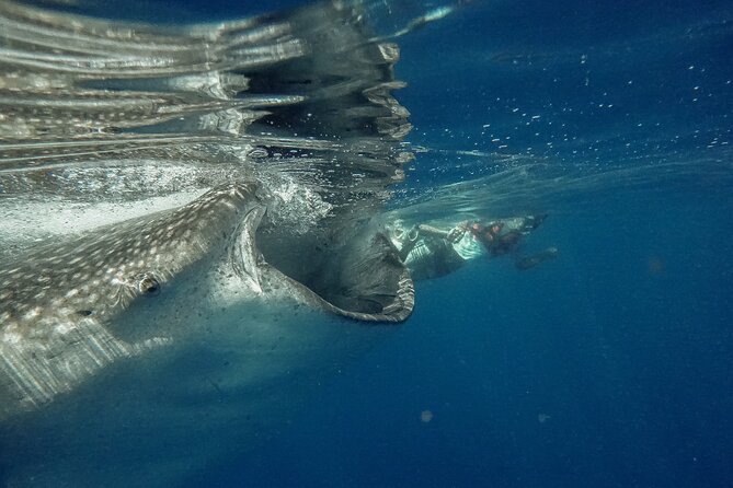 Whale Shark Snorkeling Adventure with Lunch - Isla Contoy Whale Sharks for $225: Is it worth it?