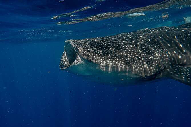 Whale Shark Snorkeling Adventure with Lunch - Stop 1 and 2: Playa Norte on Isla Mujeres and the turnaround energy