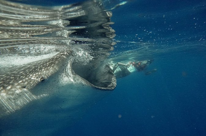 Whale Shark Snorkeling Adventure with Lunch - Lunch, water, and what you should pack so the day stays pleasant