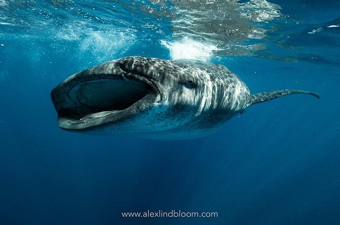 Whale Shark Snorkeling Adventure with Lunch - Who this whale shark day trip suits best (and who should think twice)