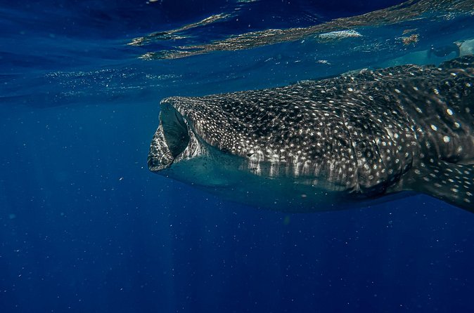 Whale Shark Snorkeling Adventure with Lunch - When safety and service go right (and when it goes sideways)