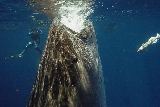 Whale Shark Snorkeling Adventure with Lunch - Getting from Playa del Carmen to the water: pickups and timing that matter