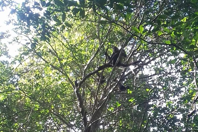 Wild Monkey Adventure (Private, Full Day) - Punta Laguna in a nutshell: why this feels real